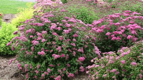 Watering Tips for Spirea Magic Carpet: Finding the Perfect Balance
